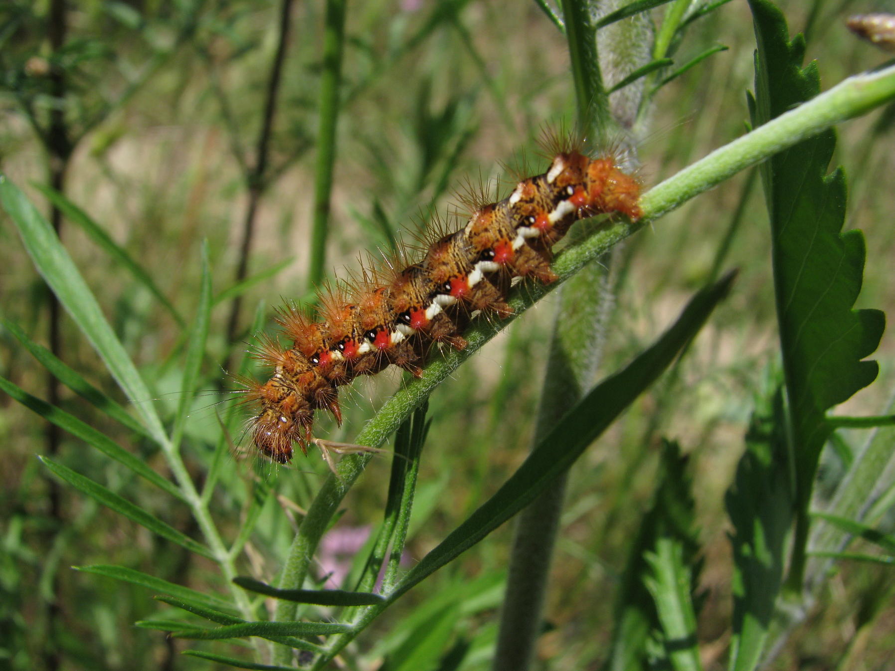 bruco da identificare :  Acronicta rumicis